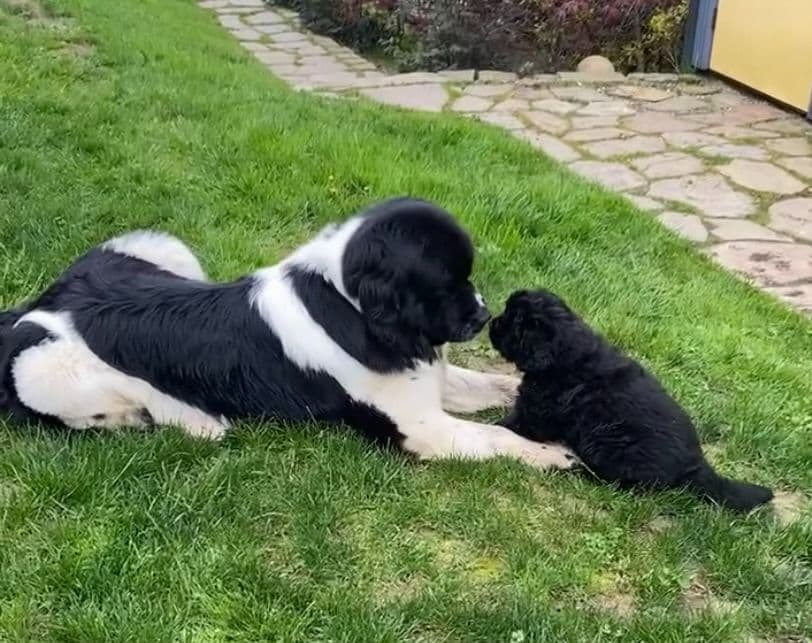 Glen Cove Landseer Newfoundland Puppies breeder image 1