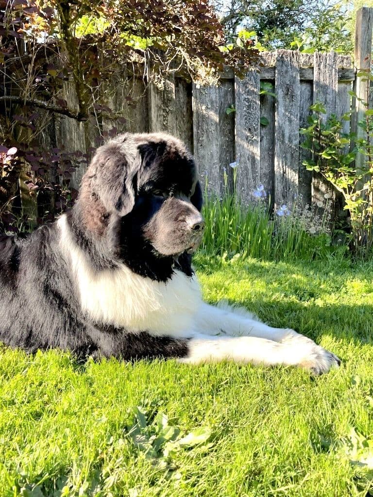 Glen Cove Landseer Newfoundland Puppies breeder image 18