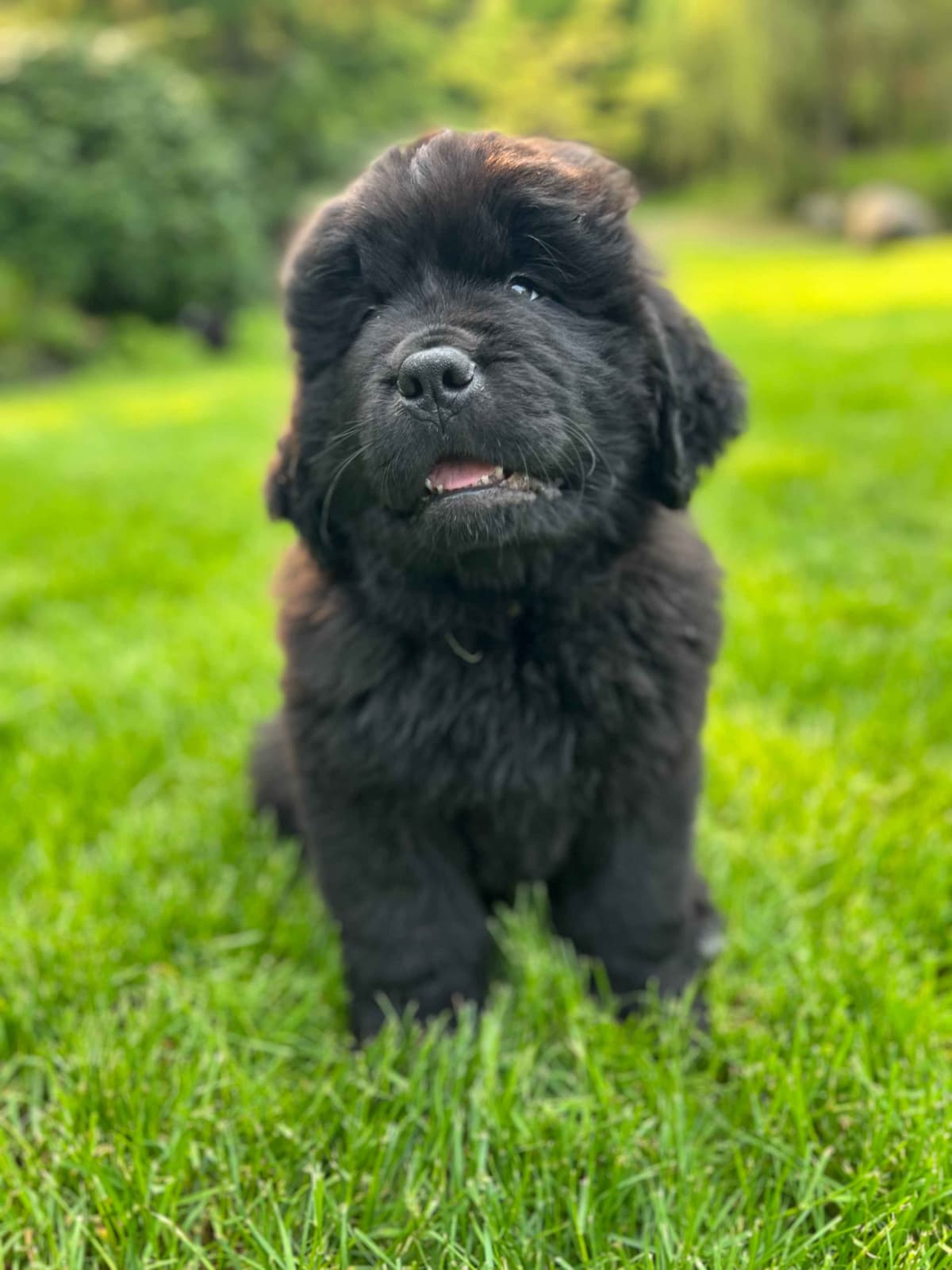 Glen Cove Landseer Newfoundland Puppies breeder image 21