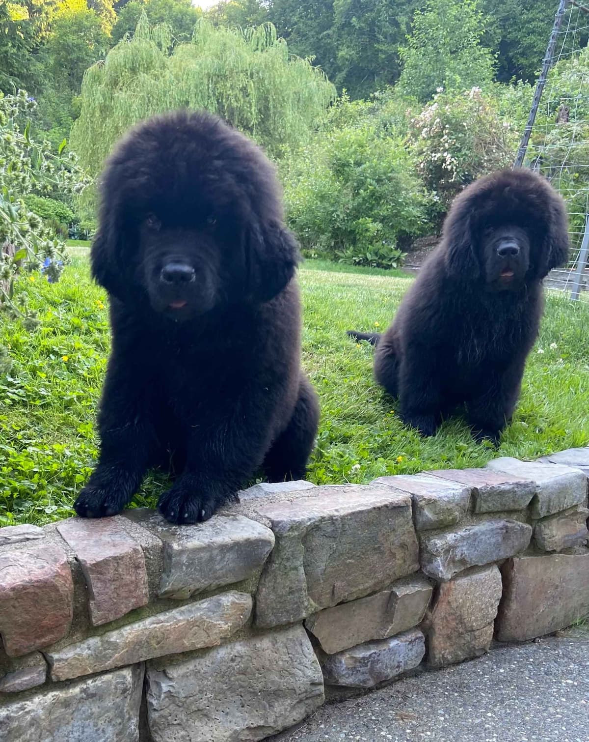Glen Cove Landseer Newfoundland Puppies breeder image 11