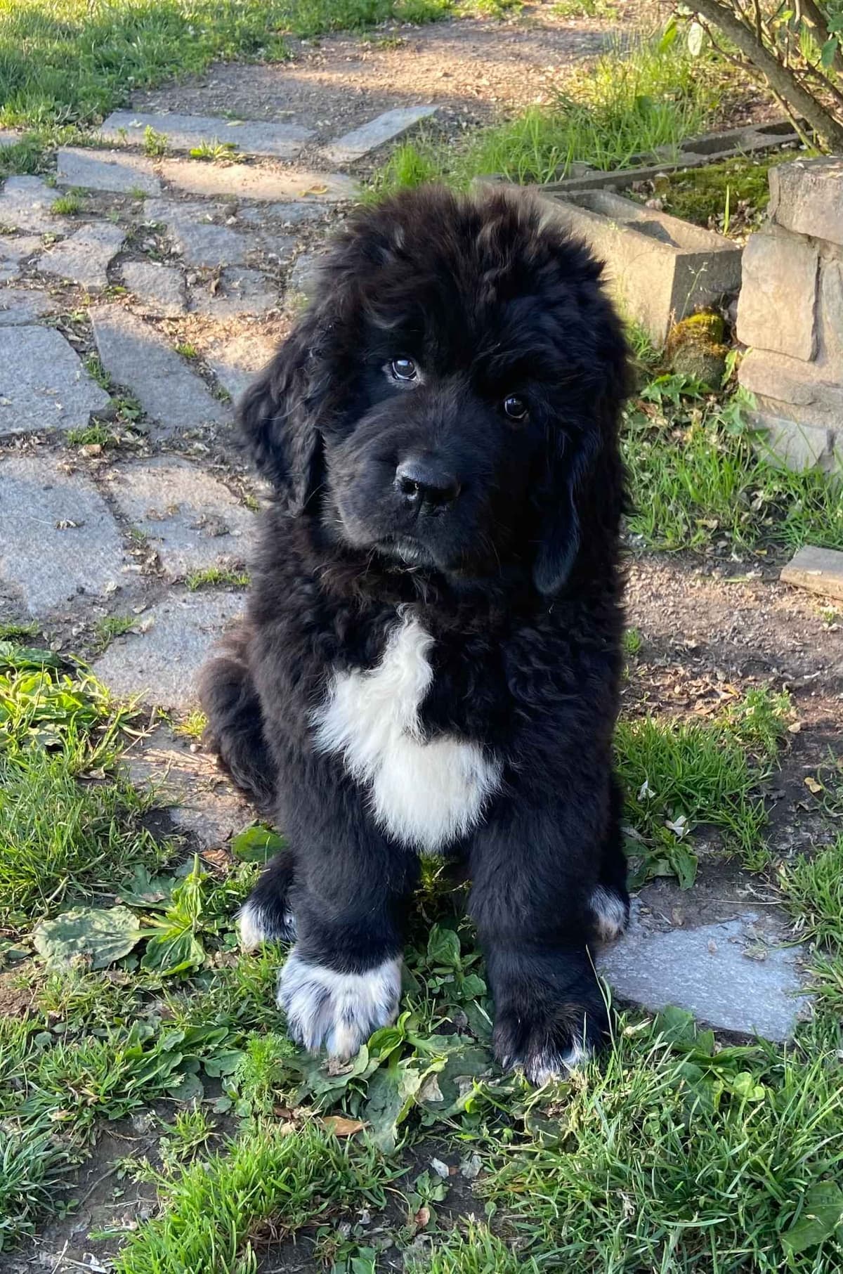 Glen Cove Landseer Newfoundland Puppies breeder image 19