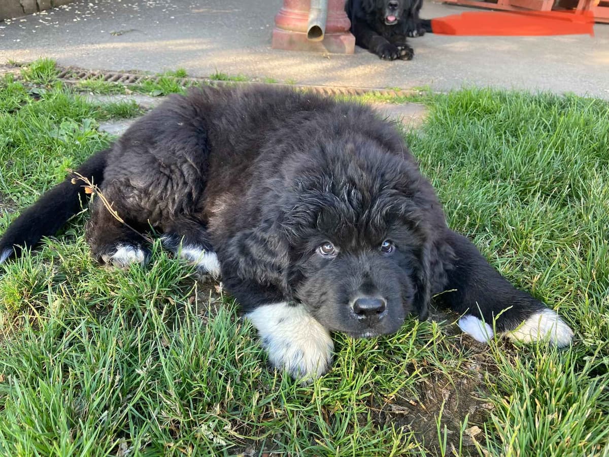 Glen Cove Landseer Newfoundland Puppies breeder image 22