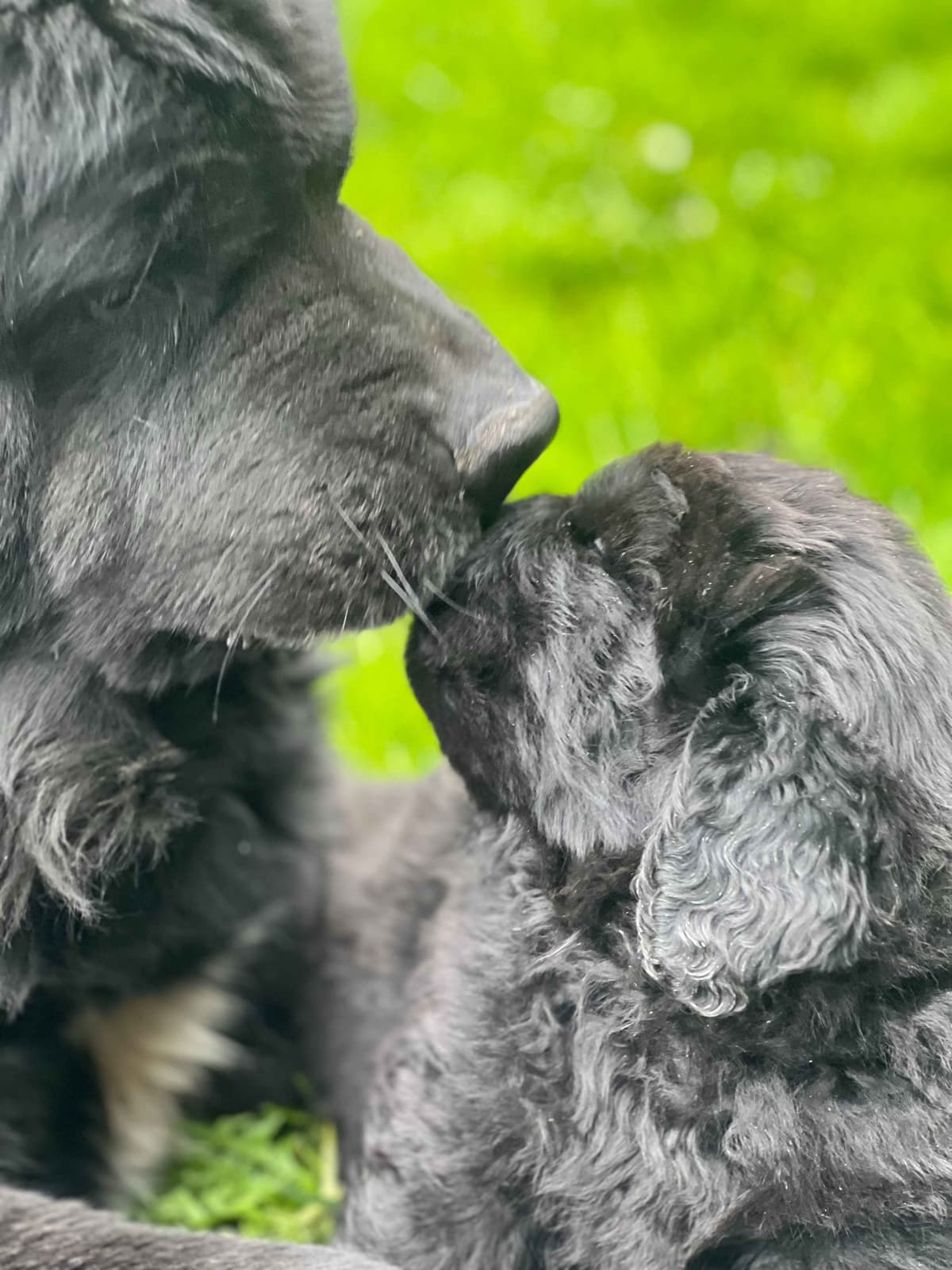 Glen Cove Landseer Newfoundland Puppies breeder image 16