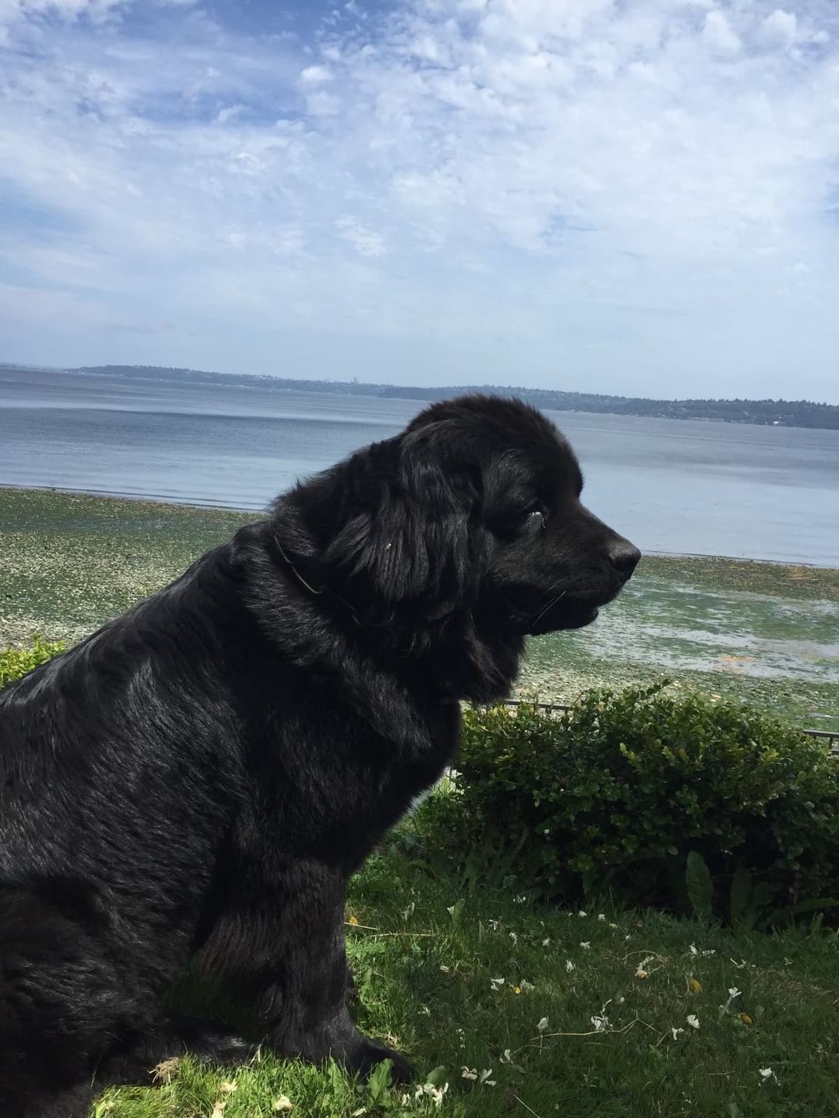 Glen Cove Landseer Newfoundland Puppies breeder image 20