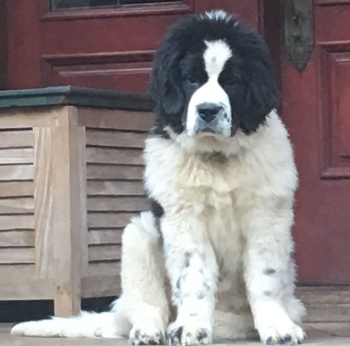 Glen Cove Landseer Newfoundland Puppies breeder image 23