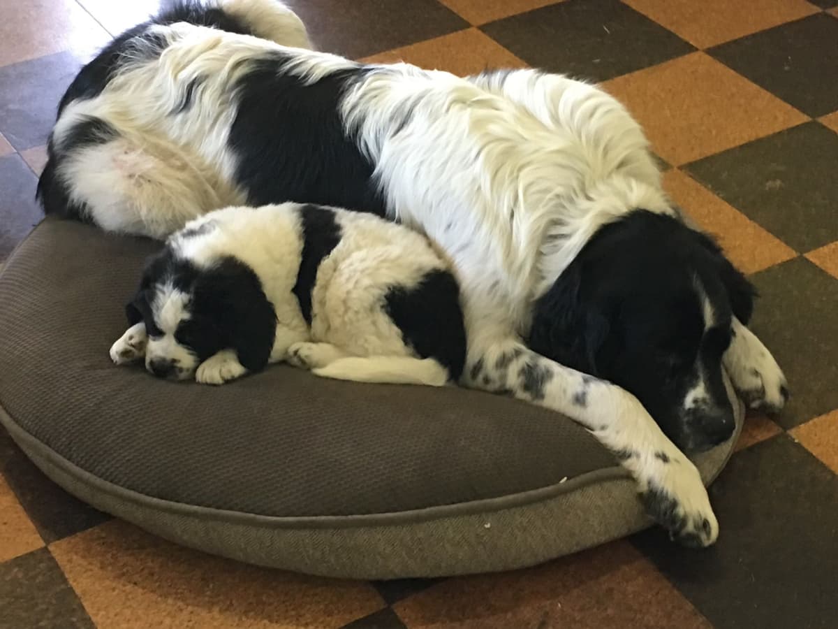 Glen Cove Landseer Newfoundland Puppies breeder image 6