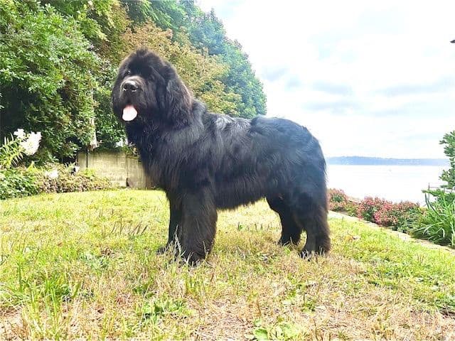 Glen Cove Landseer Newfoundland Puppies breeder image 3