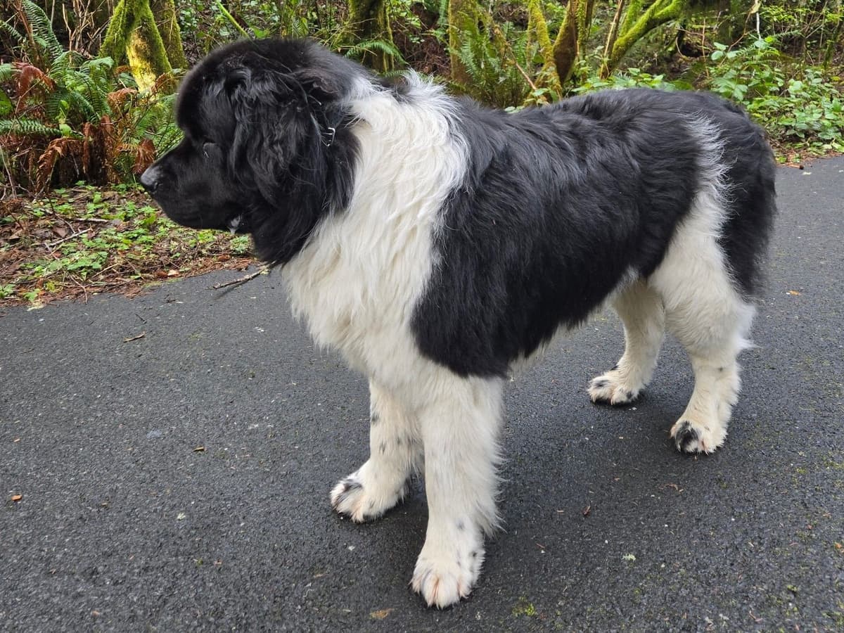 Glen Cove Landseer Newfoundland Puppies breeder image 10