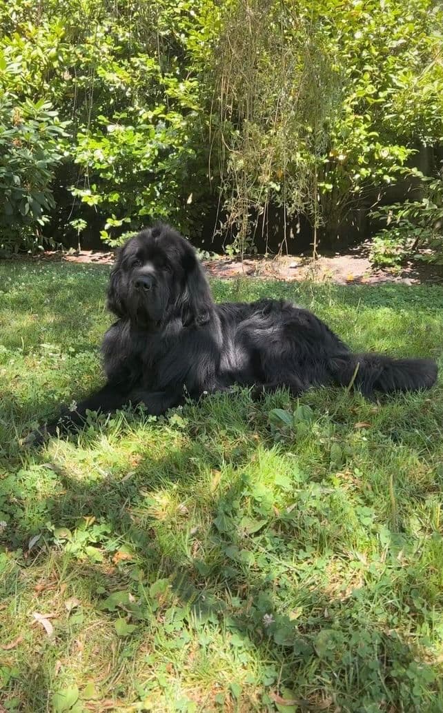 Glen Cove Landseer Newfoundland Puppies breeder image 24