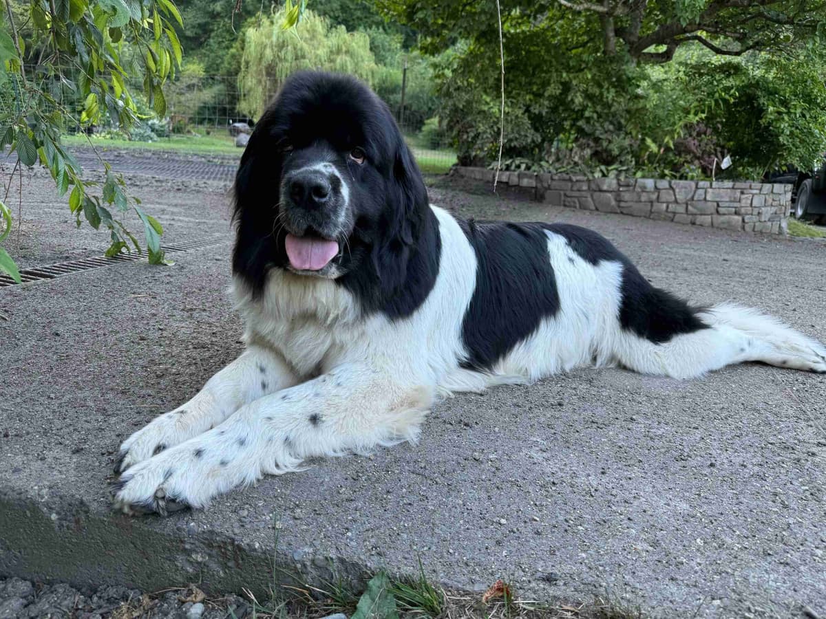 Glen Cove Landseer Newfoundland Puppies breeder image 27