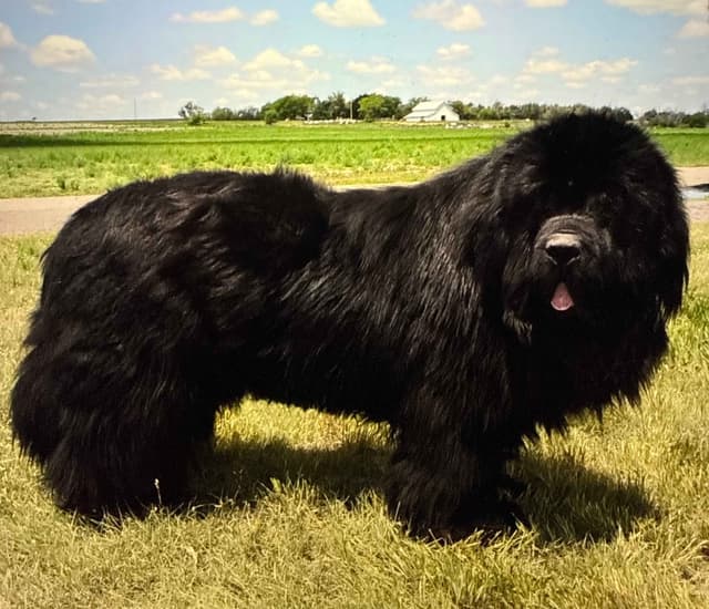 Glen Cove Landseer Newfoundland Puppies media 12