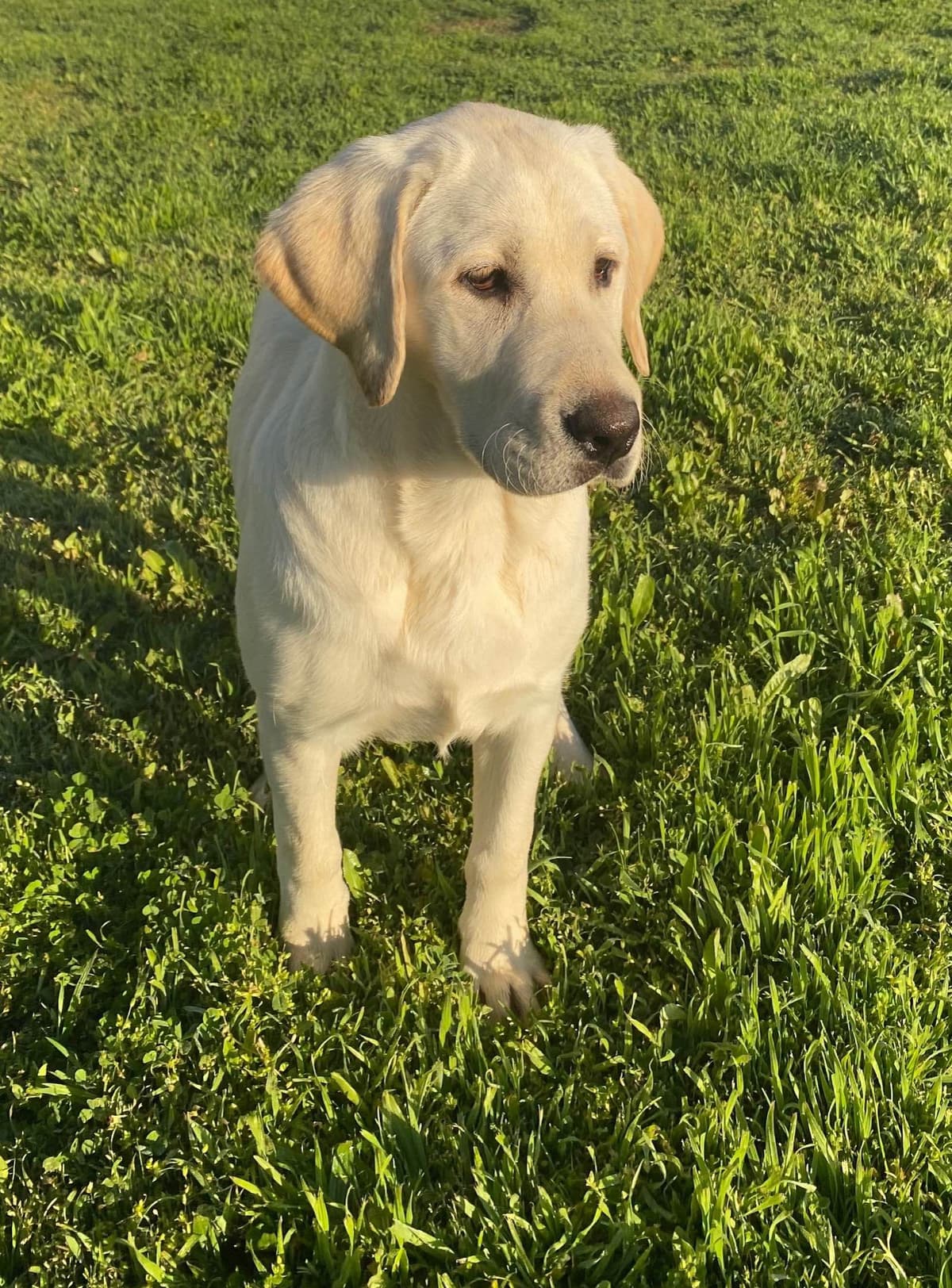 Labrador Retriever Puppies breeder image 2