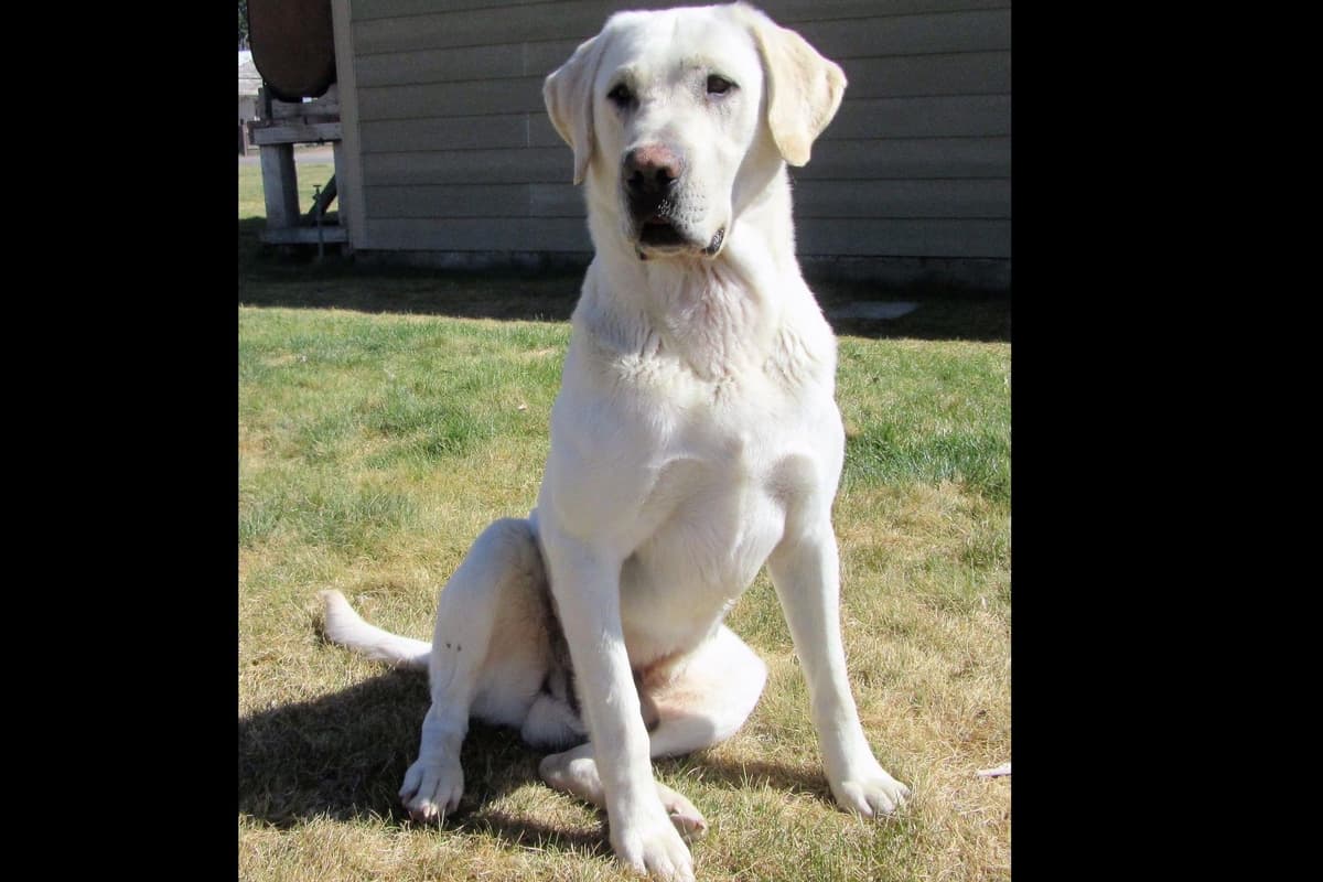 Labrador Retriever Puppies breeder image 4