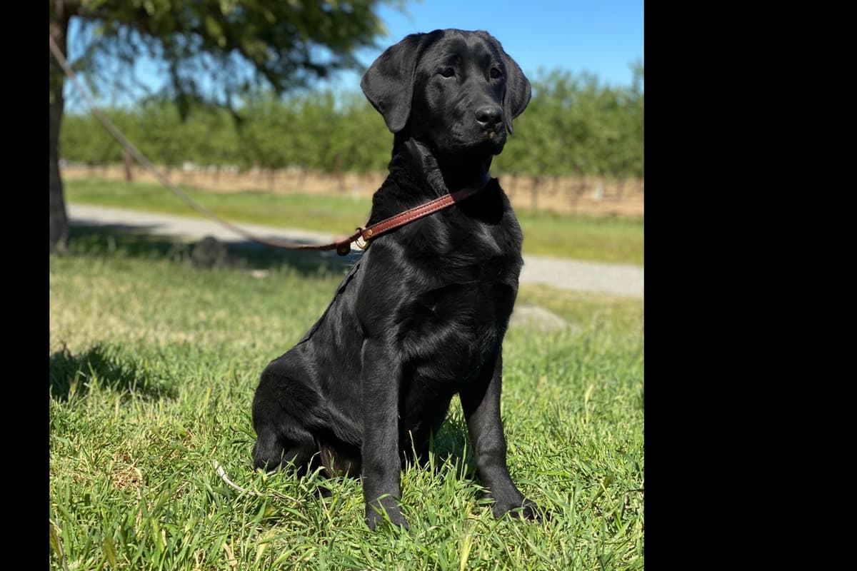 Labrador Retriever Puppies breeder image 5
