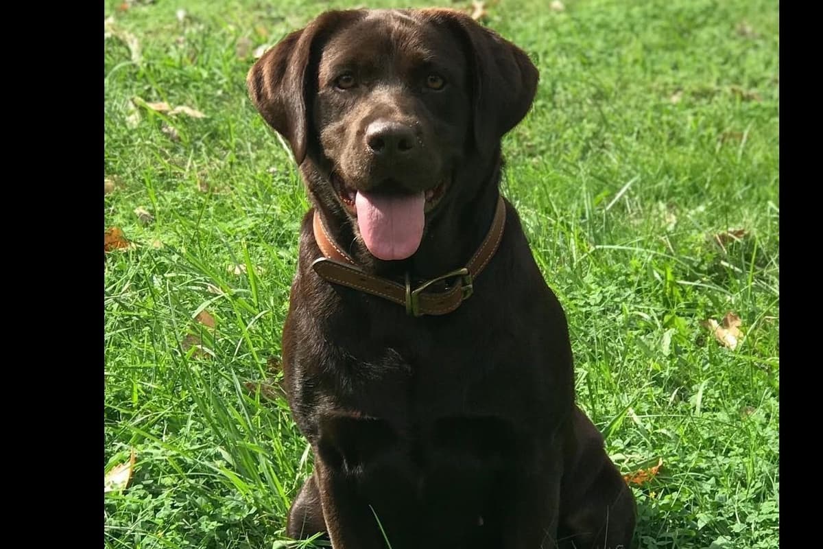 Labrador Retriever Puppies breeder image 6