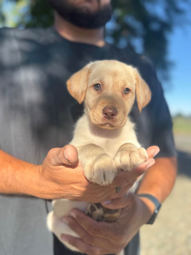 Labrador Retriever Puppies media 2