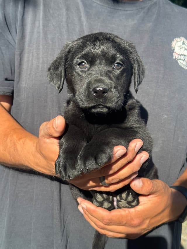 Labrador Retriever Puppies media 3