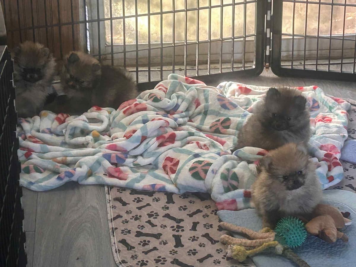 Pomeranian Puppies breeder image 1
