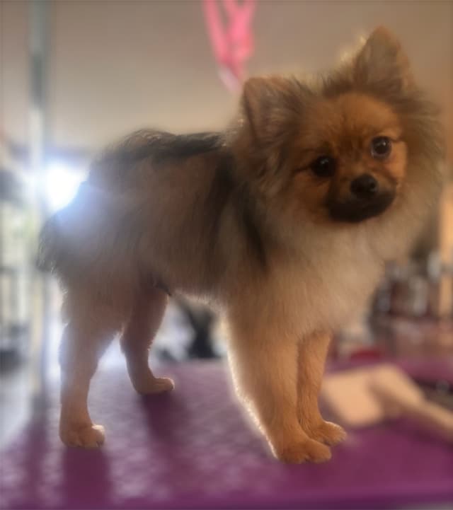 Pomeranian Puppies media 2