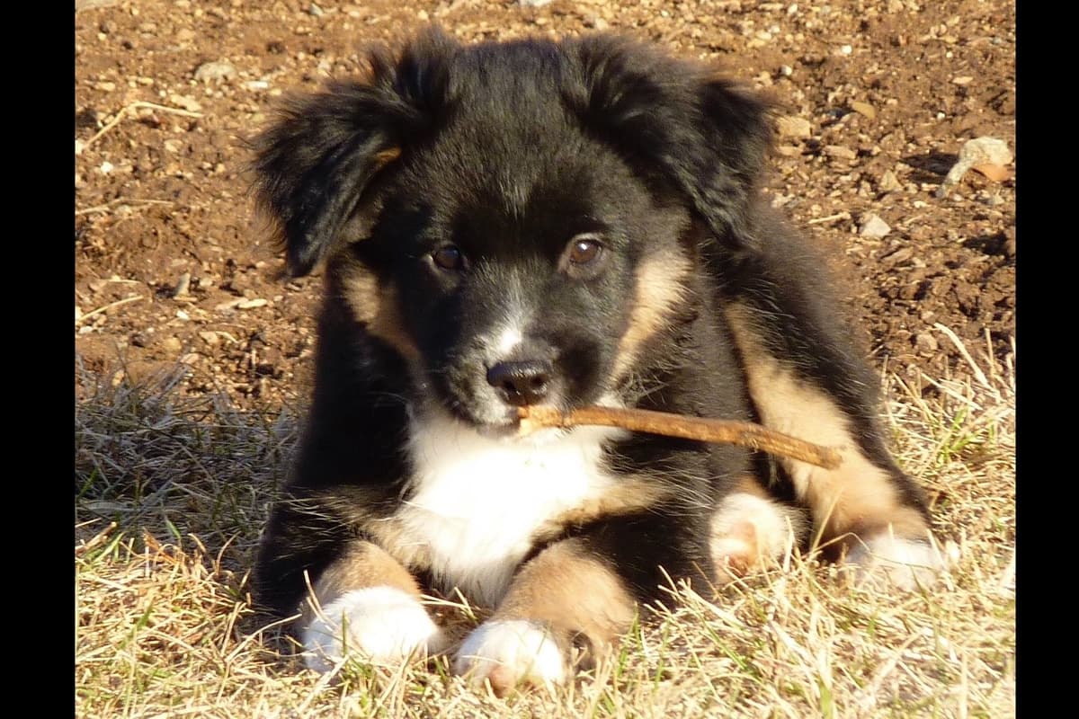 Miniature American Shepherd Puppies breeder image 1