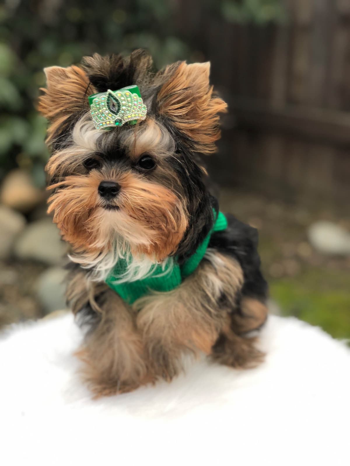 Yorkshire Terrier Puppies breeder image 1