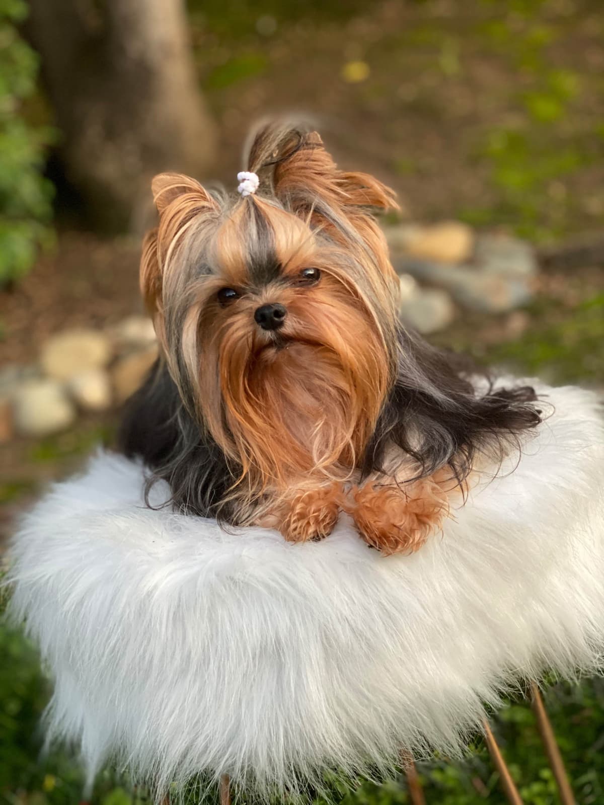 Yorkshire Terrier Puppies breeder image 2