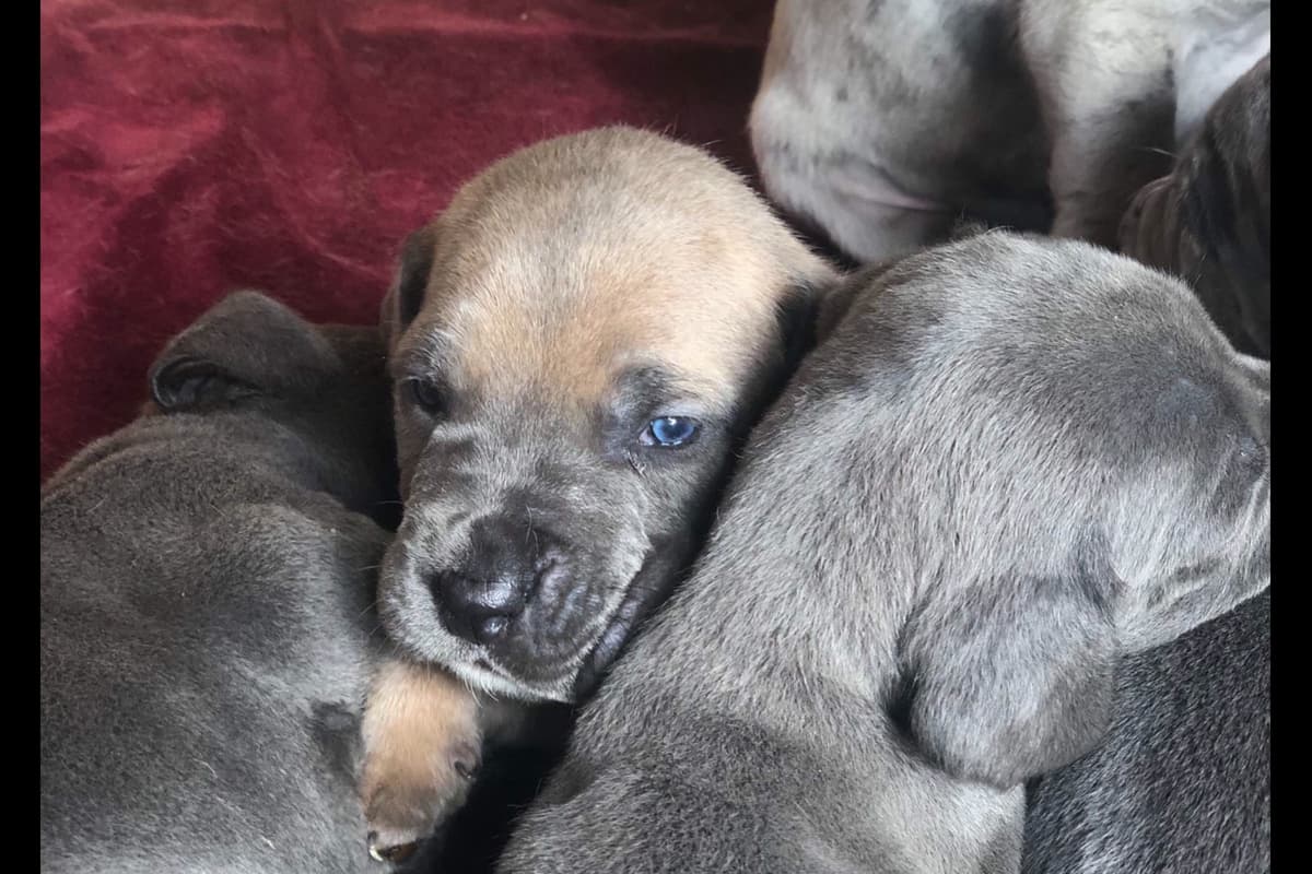 Great Dane Puppies breeder image 3