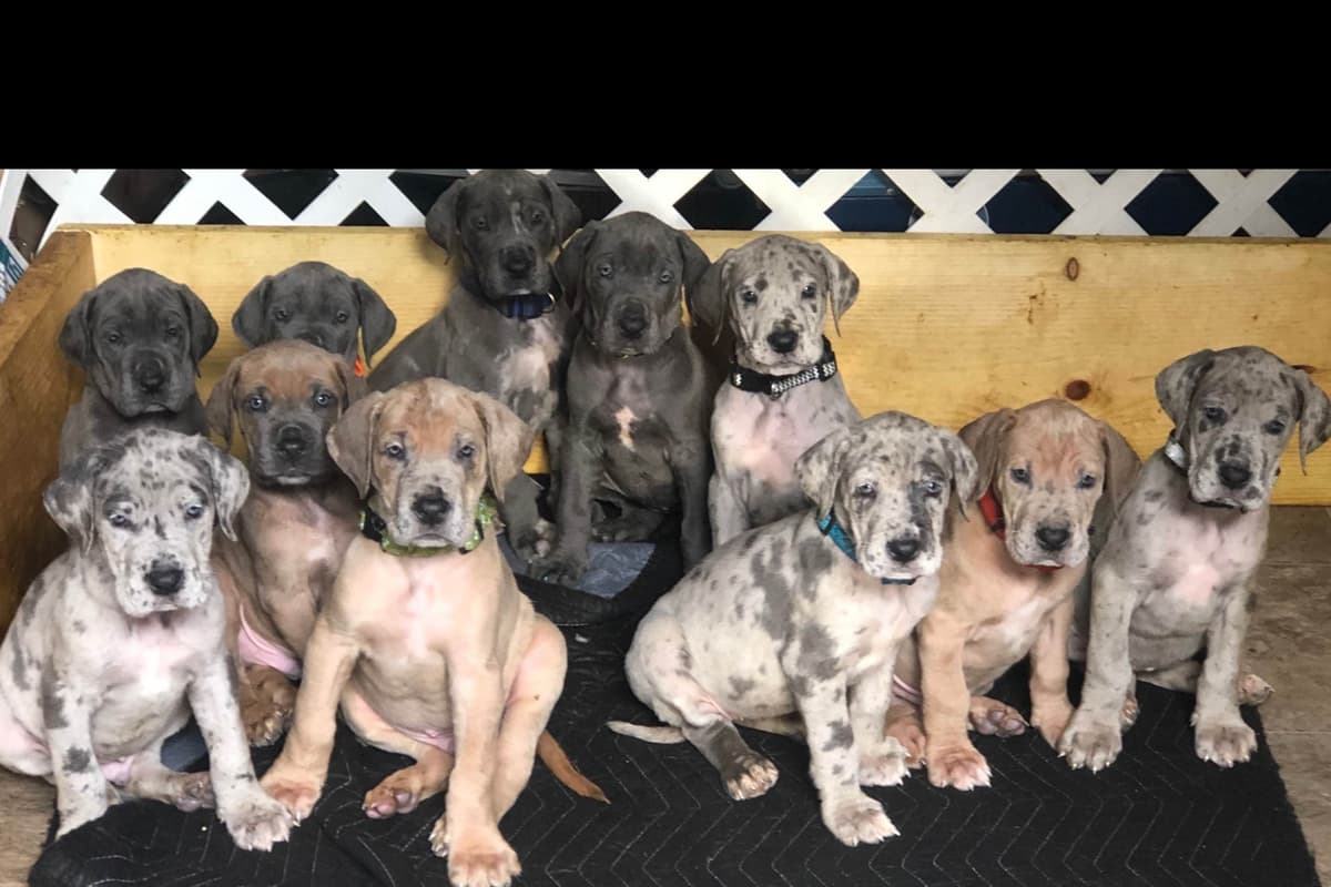 Great Dane Puppies breeder image 1