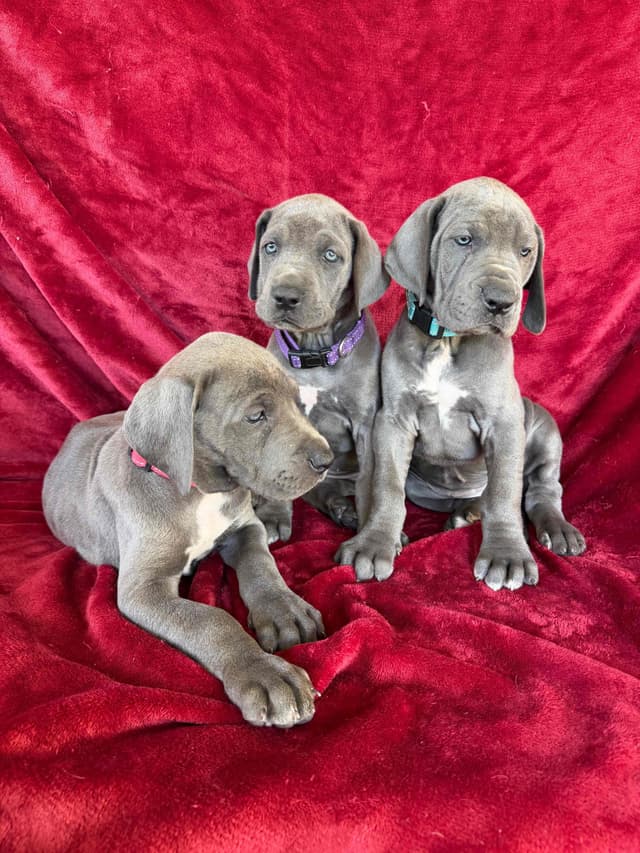 Great Dane Puppies media 2