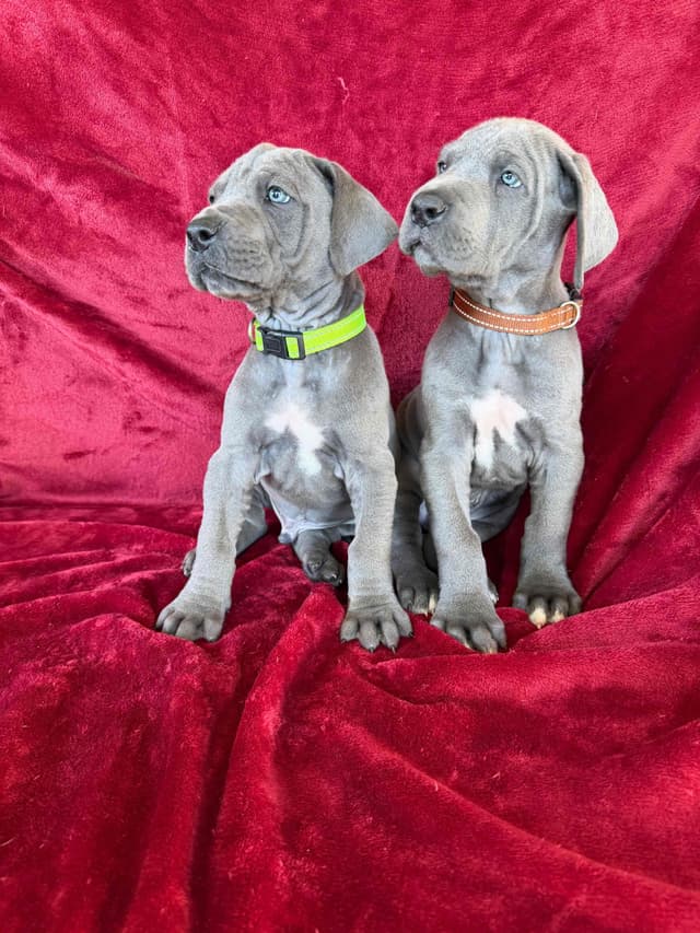 Great Dane Puppies media 3
