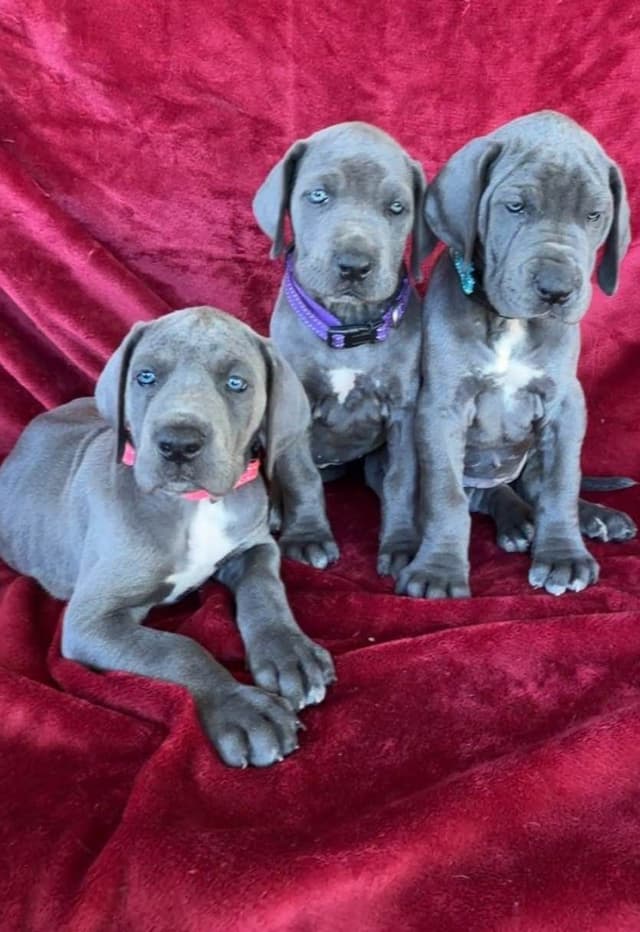 Great Dane Puppies media 4
