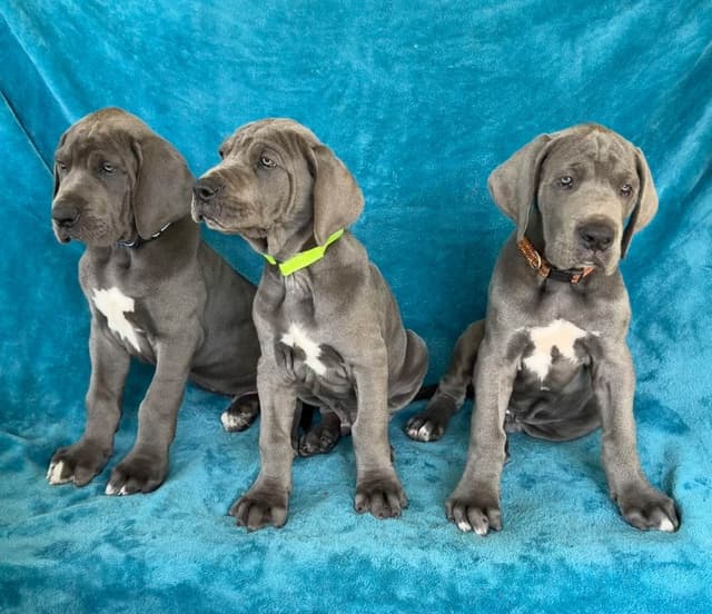 Great Dane Puppies media 5