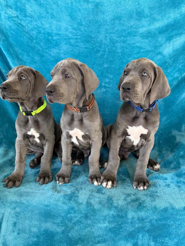 Great Dane Puppies media 6