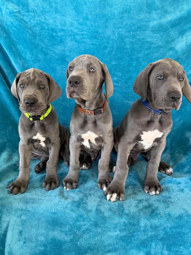 Great Dane Puppies media 7