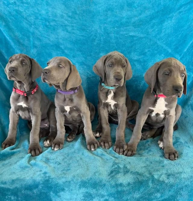 Great Dane Puppies media 8