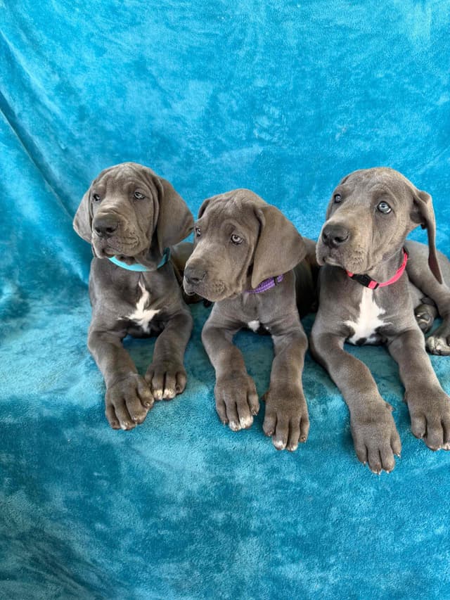 Great Dane Puppies media 9