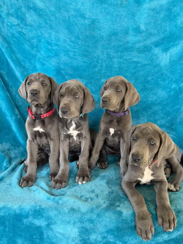 Great Dane Puppies media 10