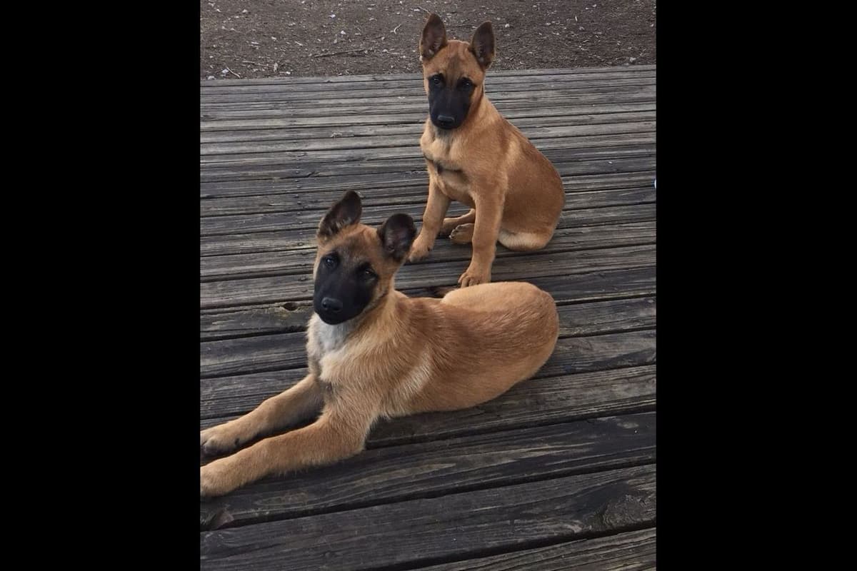 Belgian Malinois Puppies breeder image 17