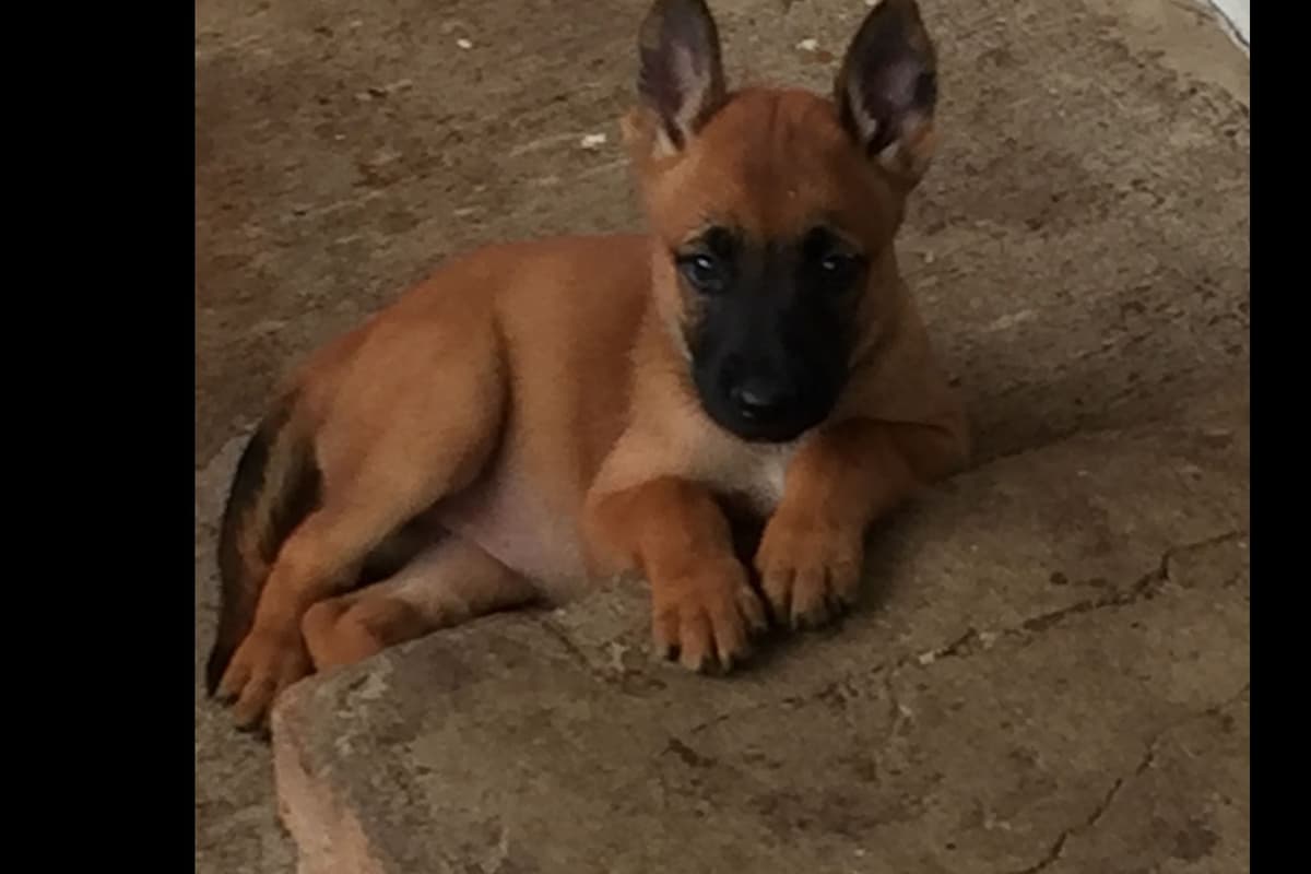 Belgian Malinois Puppies breeder image 16