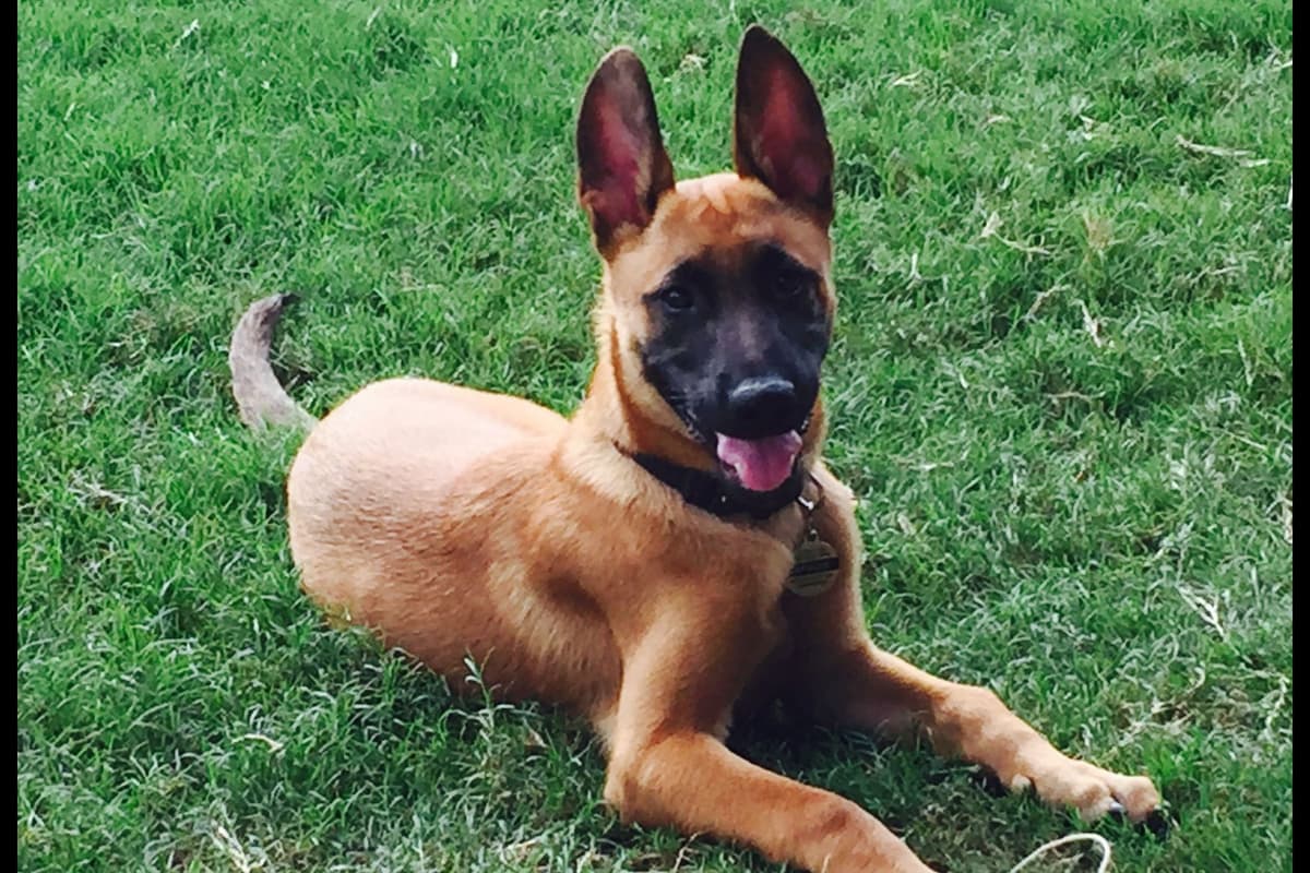 Belgian Malinois Puppies breeder image 15