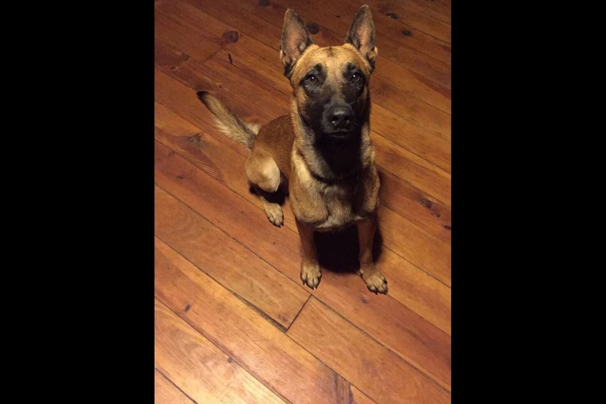 Belgian Malinois Puppies breeder image 3