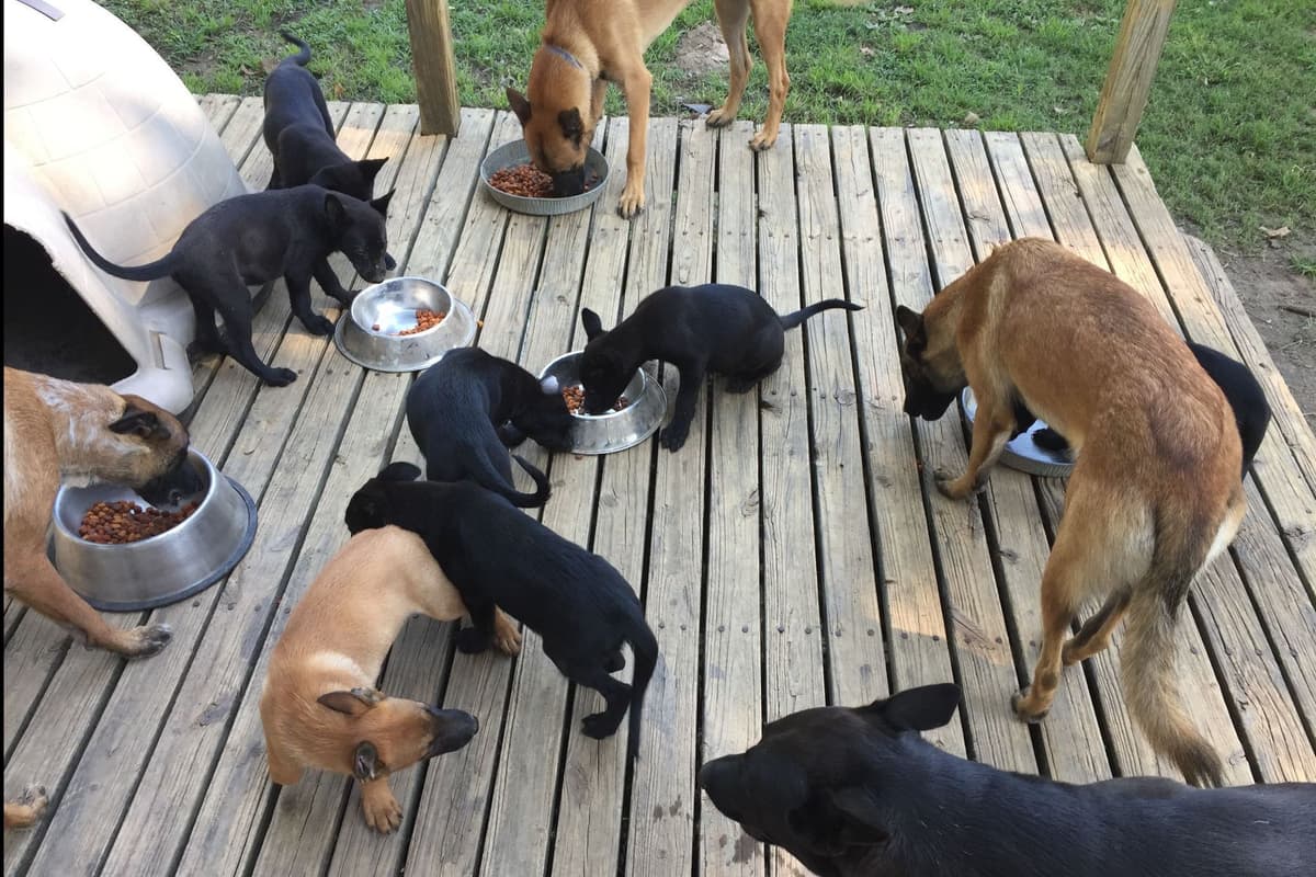 Belgian Malinois Puppies breeder image 14