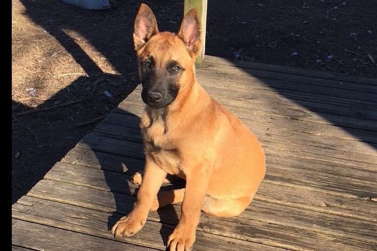 Belgian Malinois Puppies breeder image 13