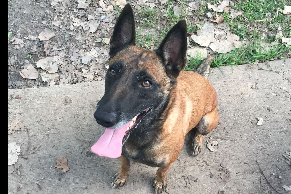 Belgian Malinois Puppies breeder image 11
