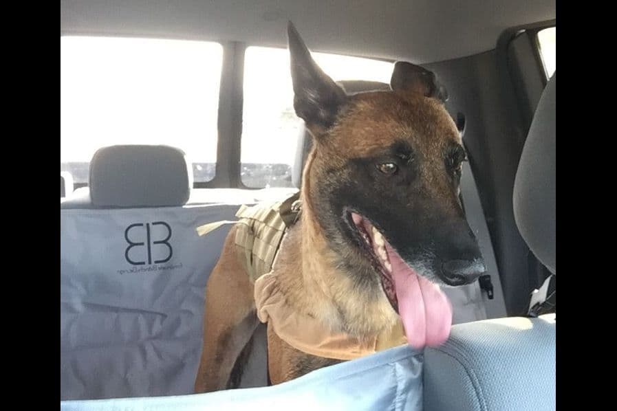Belgian Malinois Puppies breeder image 10
