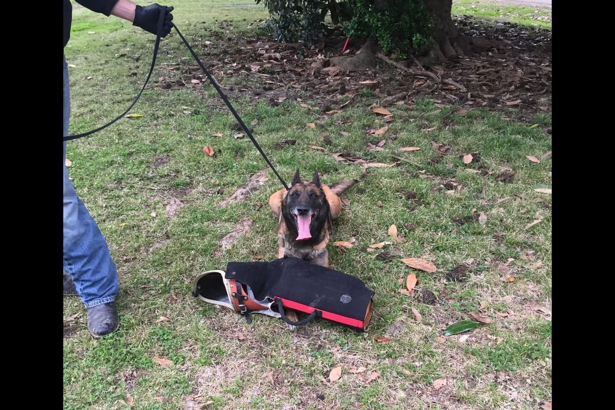 Belgian Malinois Puppies breeder image 9