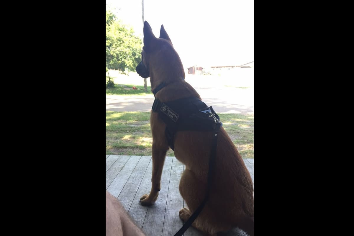 Belgian Malinois Puppies breeder image 7