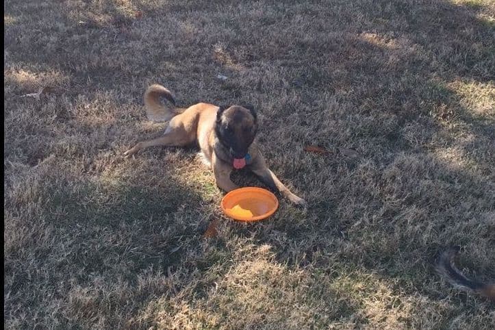 Belgian Malinois Puppies breeder image 6