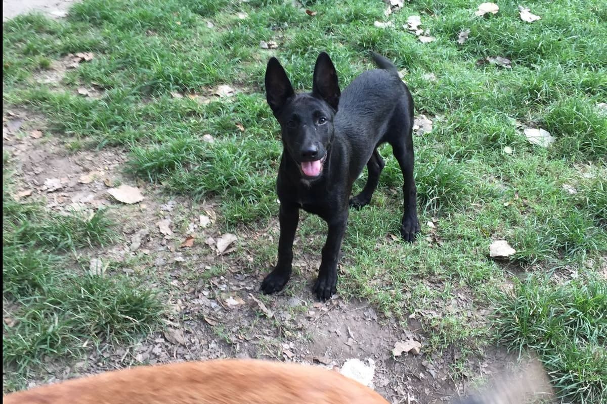 Belgian Malinois Puppies breeder image 5