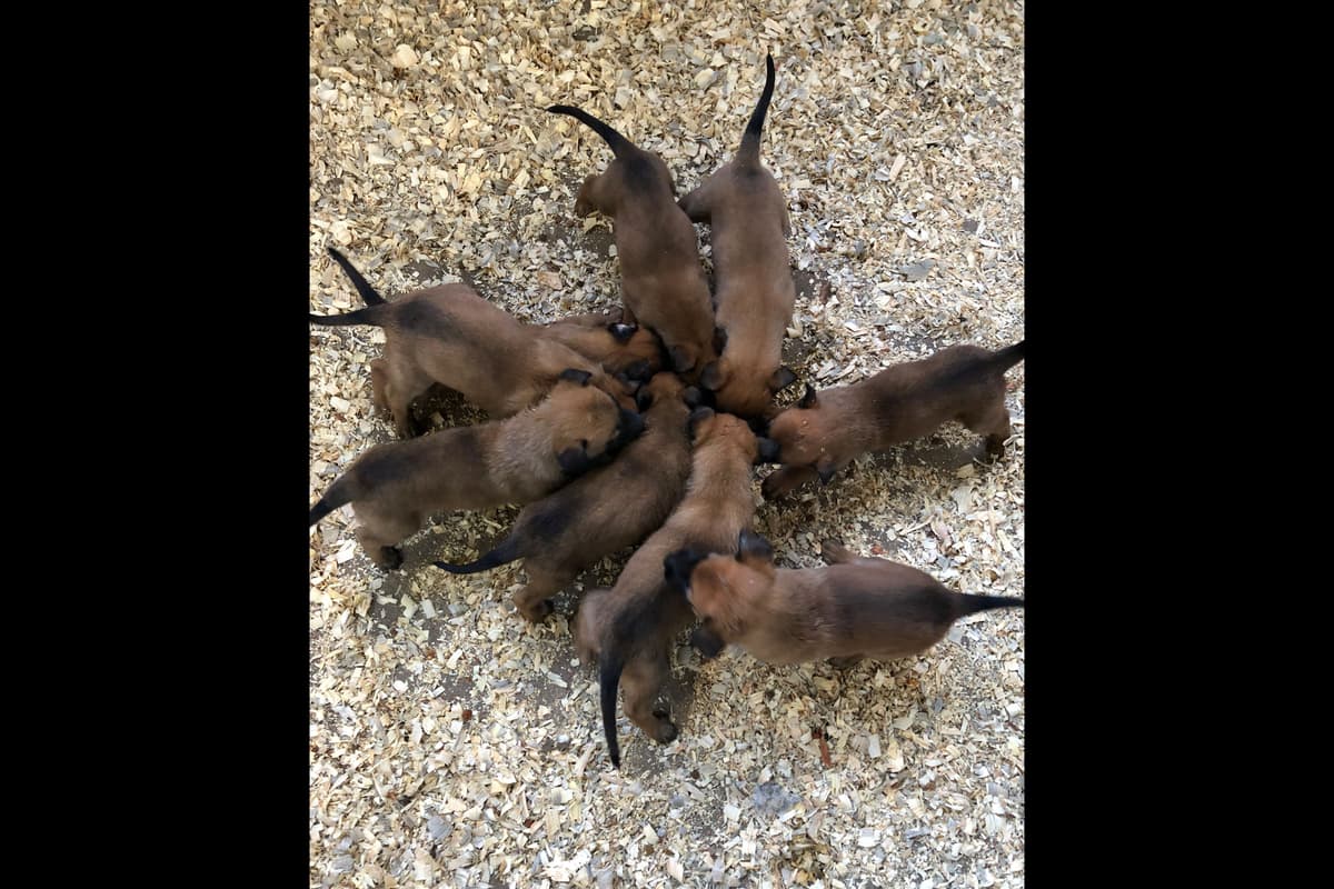 Belgian Malinois Puppies breeder image 18